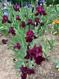 Redneck Girl Bearded Iris