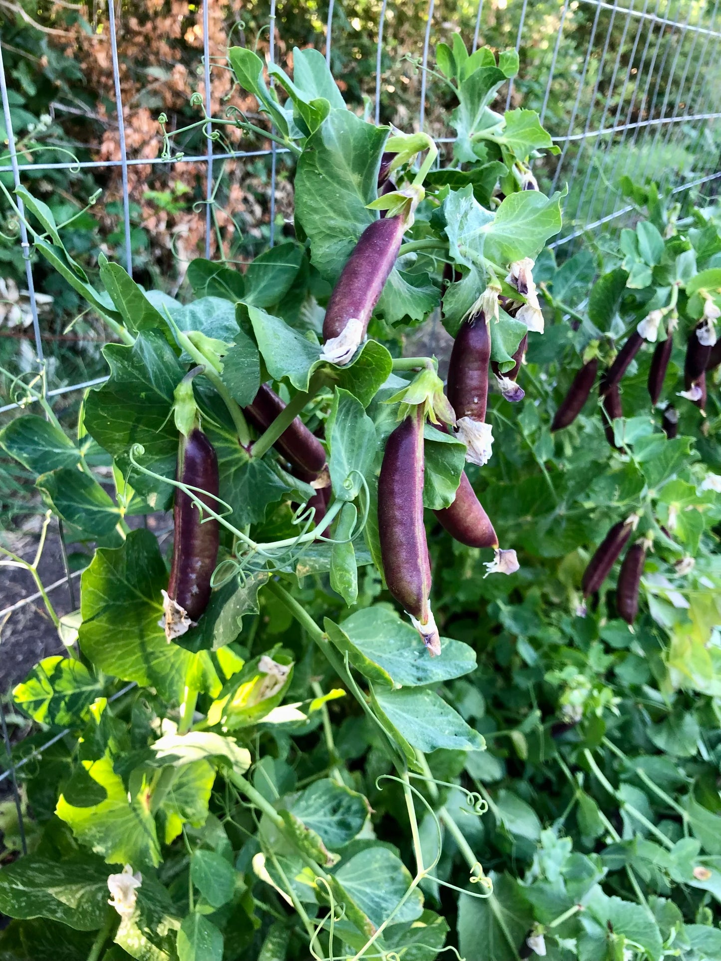 Royal Snap II – Purple Pea Seeds