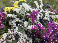 Heirloom Statice Seeds – Non-GMO Flower Seeds for Planting