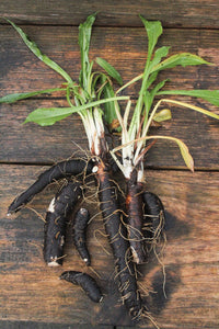 Enorma – Organic Scorzonera Seed