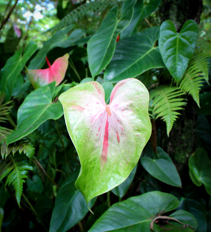 Green Red Anthurium Flower Seeds for Planting -Heirloom and Non-GMO garden seeds