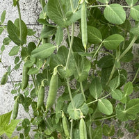 Shelling Pea- Massey Gem