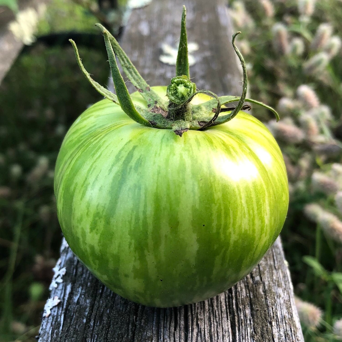 Tomato- Green Zebra