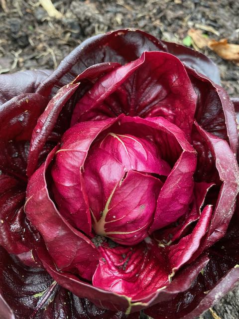 Chicory Rossa Di Verona Vegetable Seeds