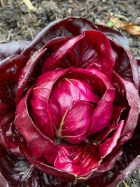 Chicory Rossa Di Verona Vegetable Seeds