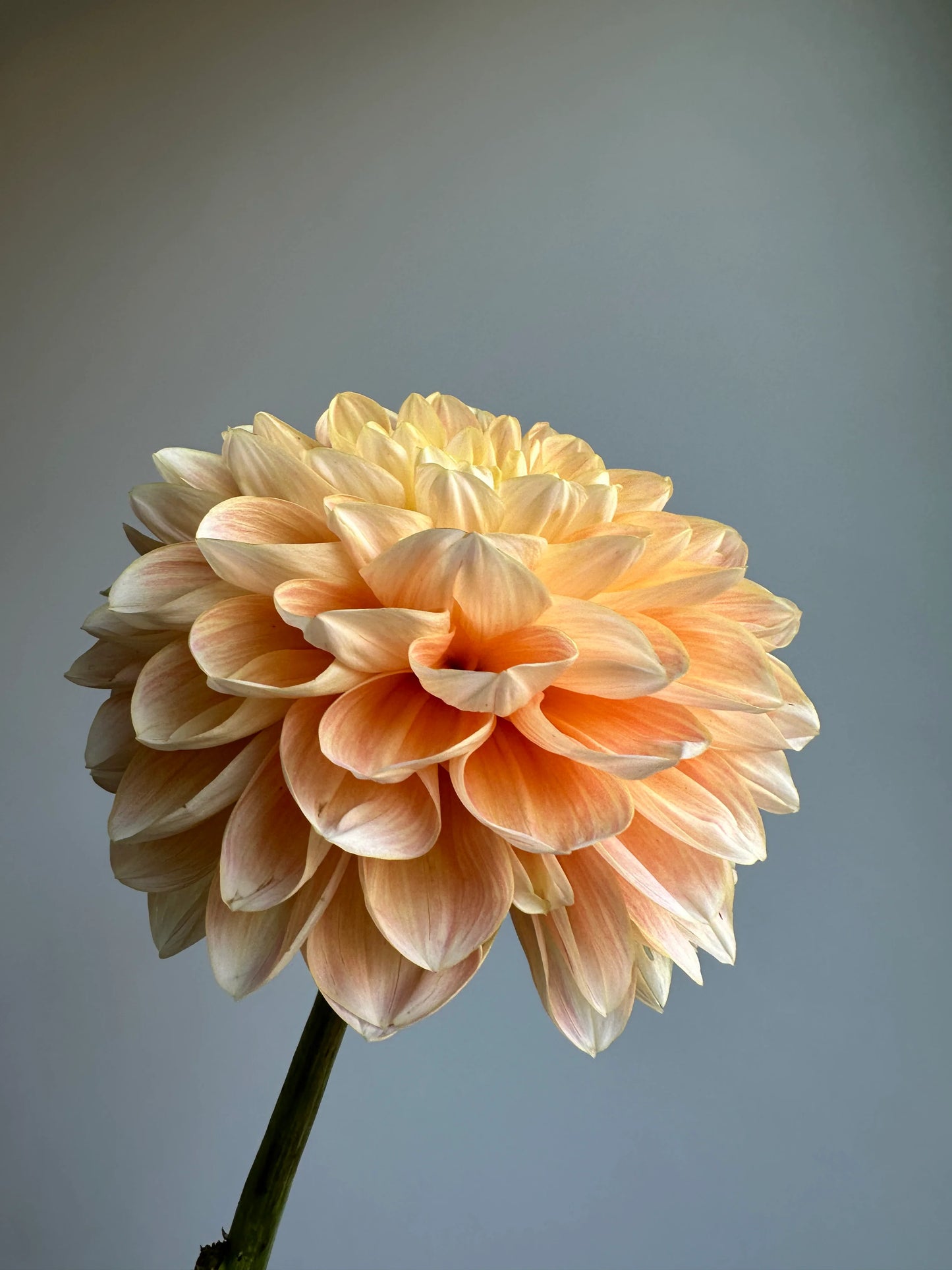 Honey Dew Dahlia