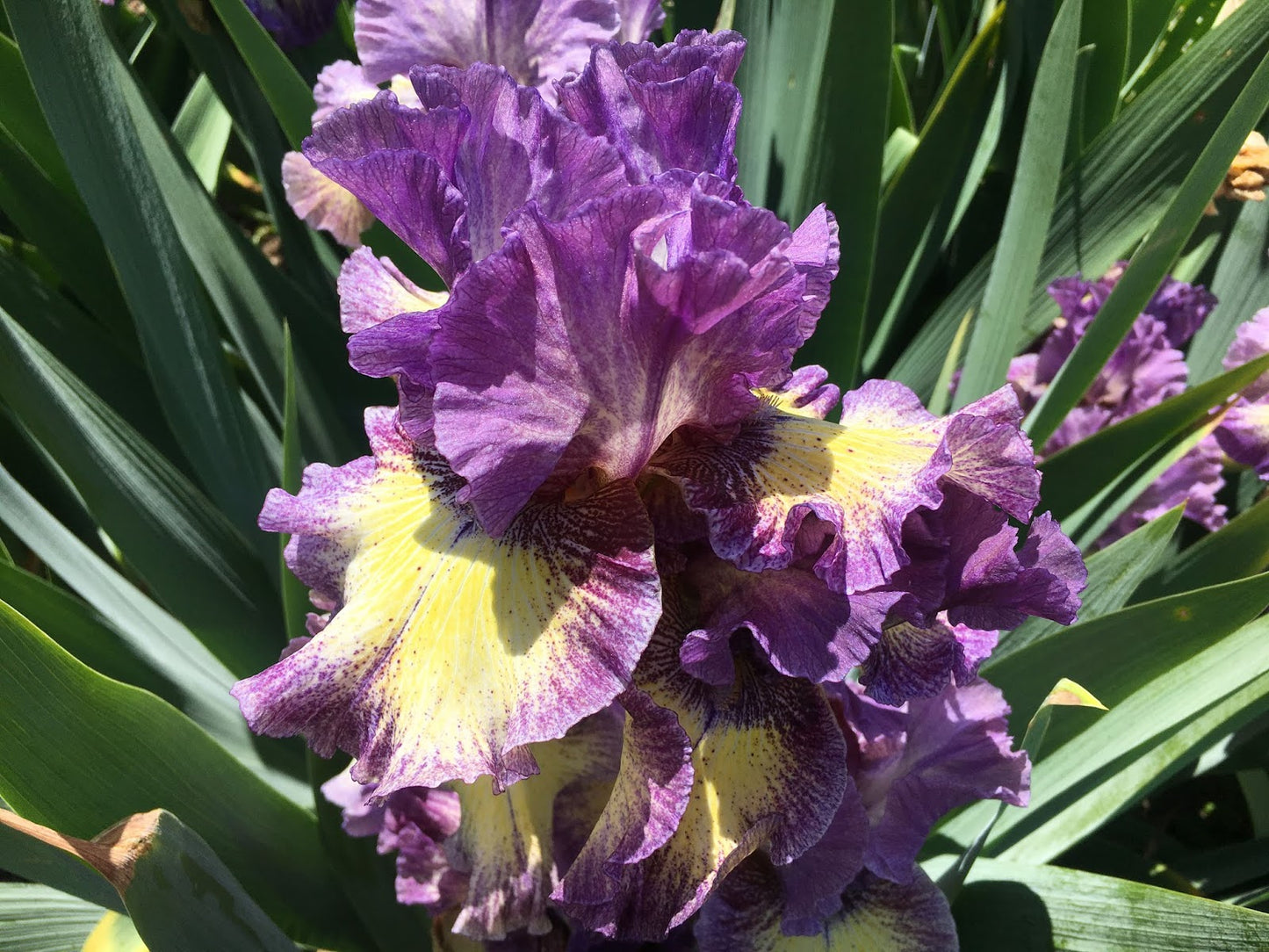 Foolish Dreamer Bearded Iris Seeds
