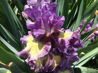 Foolish Dreamer Bearded Iris Seeds
