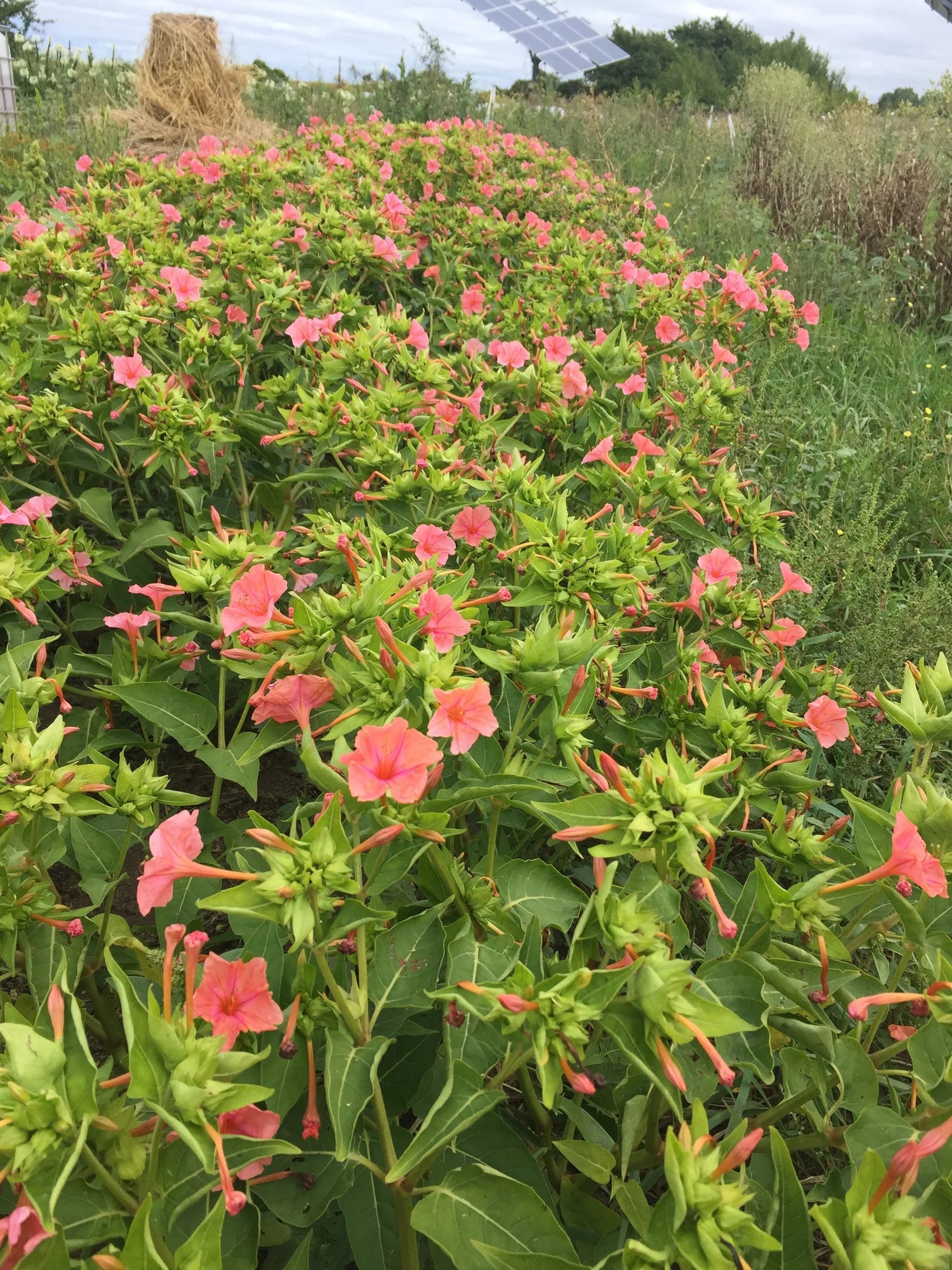 Four O'Clocks- Salmon Sunset