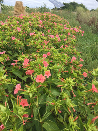 Four O'Clocks- Salmon Sunset