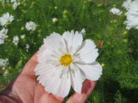 Fizzy White – Cosmos Seed