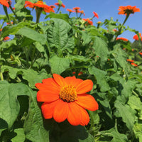 Orange Tithonia Flower Seeds for Bright Gardens - 100 pcs