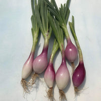 Red Long of Tropea – Organic Onion Seed