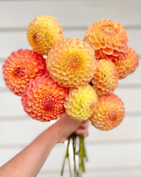 Jowey Nicky Giant Ball Dahlia