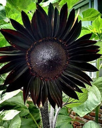 Organic Heirloom Non-GMO Black Sunflower Seeds for Planting – Unique Garden Blooms