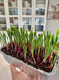 Popcorn – Organic Shoot Seed