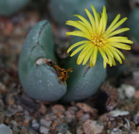 Heirloom Non-GMO Yellow Conophytum Flower Seeds for Succulent Gardens and Decorative Planting