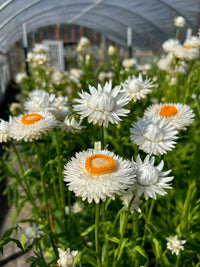 Vintage White – Strawflower Seed