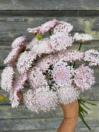 Lacy Pink – Didiscus Seed