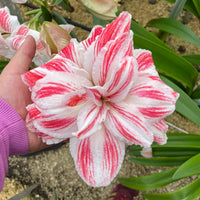 Double Amaryllis Aquaro  Seeds
