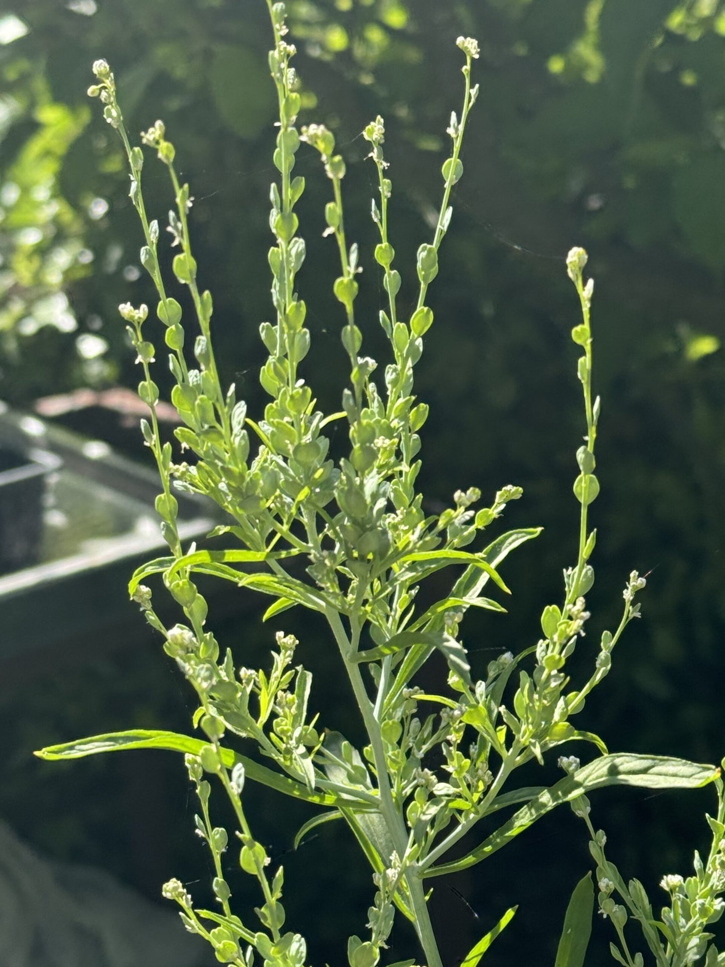 Persian Cress – Organic Cress Seed