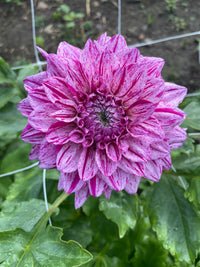 Santander Dahlia