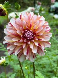 Caribbean Fantasy Dahlia