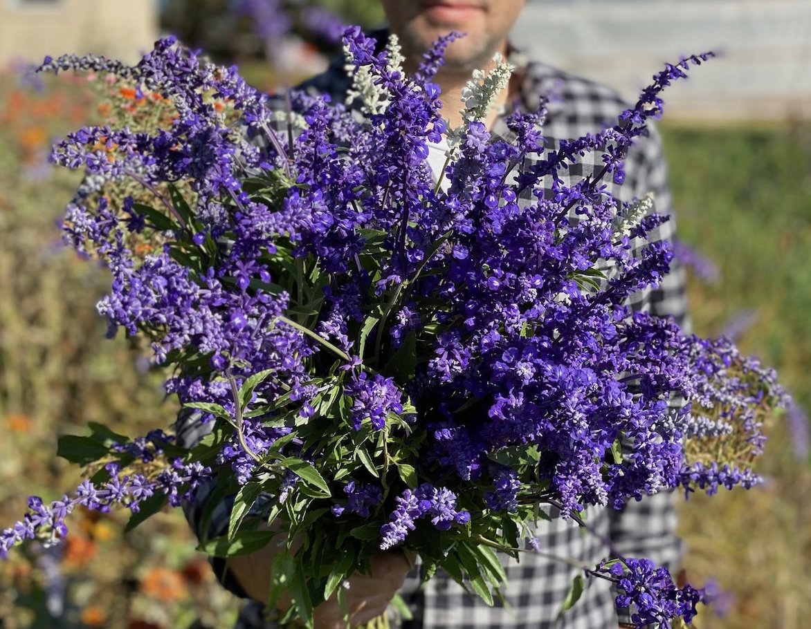 Salvia- Blue Bedder