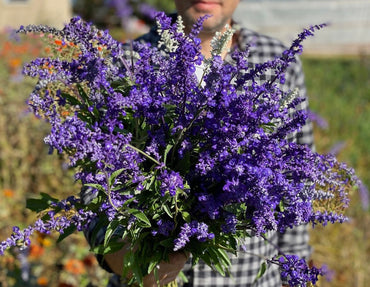 Salvia- Blue Bedder