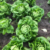 Jericho – Organic Lettuce Seed
