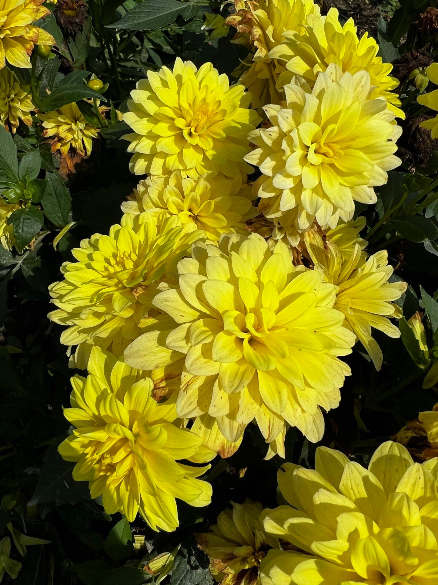 Gallery Cèzanne Dahlia