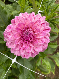 Santander Dahlia