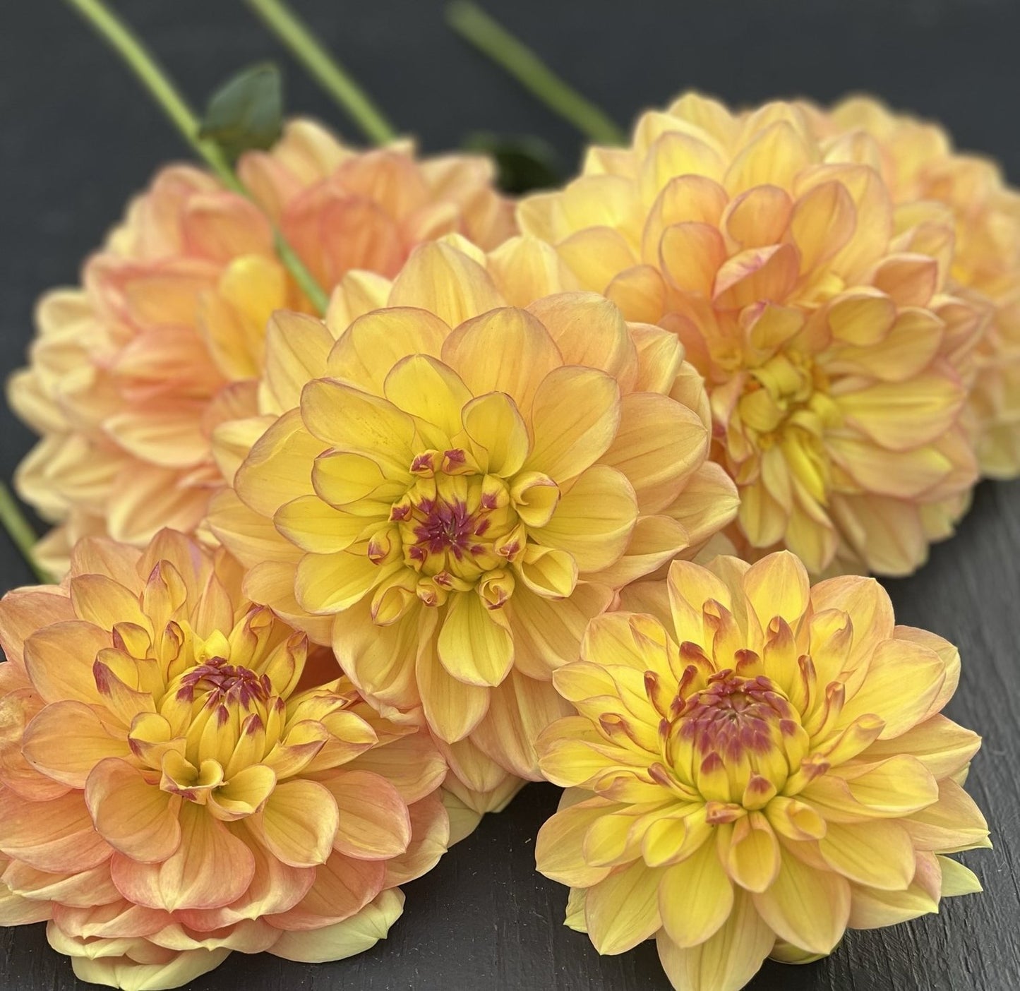 Happy Go Lucky Dahlia