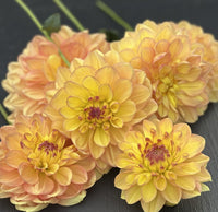 Happy Go Lucky Dahlia