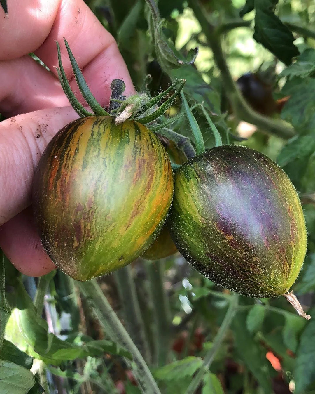 Tomato- Brad's Atomic Grape