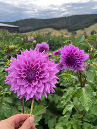 Lilac Time Dahlia
