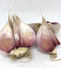 Chesnok Red – Garlic s