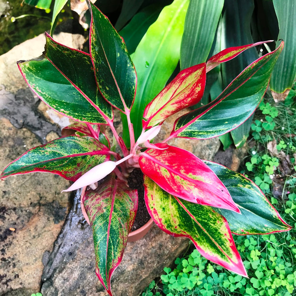 Plant (Plant scientific name) for planting in garden