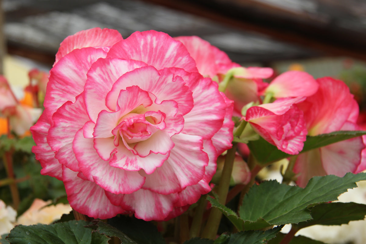Prima Donna Begonia White with Pink Picotee