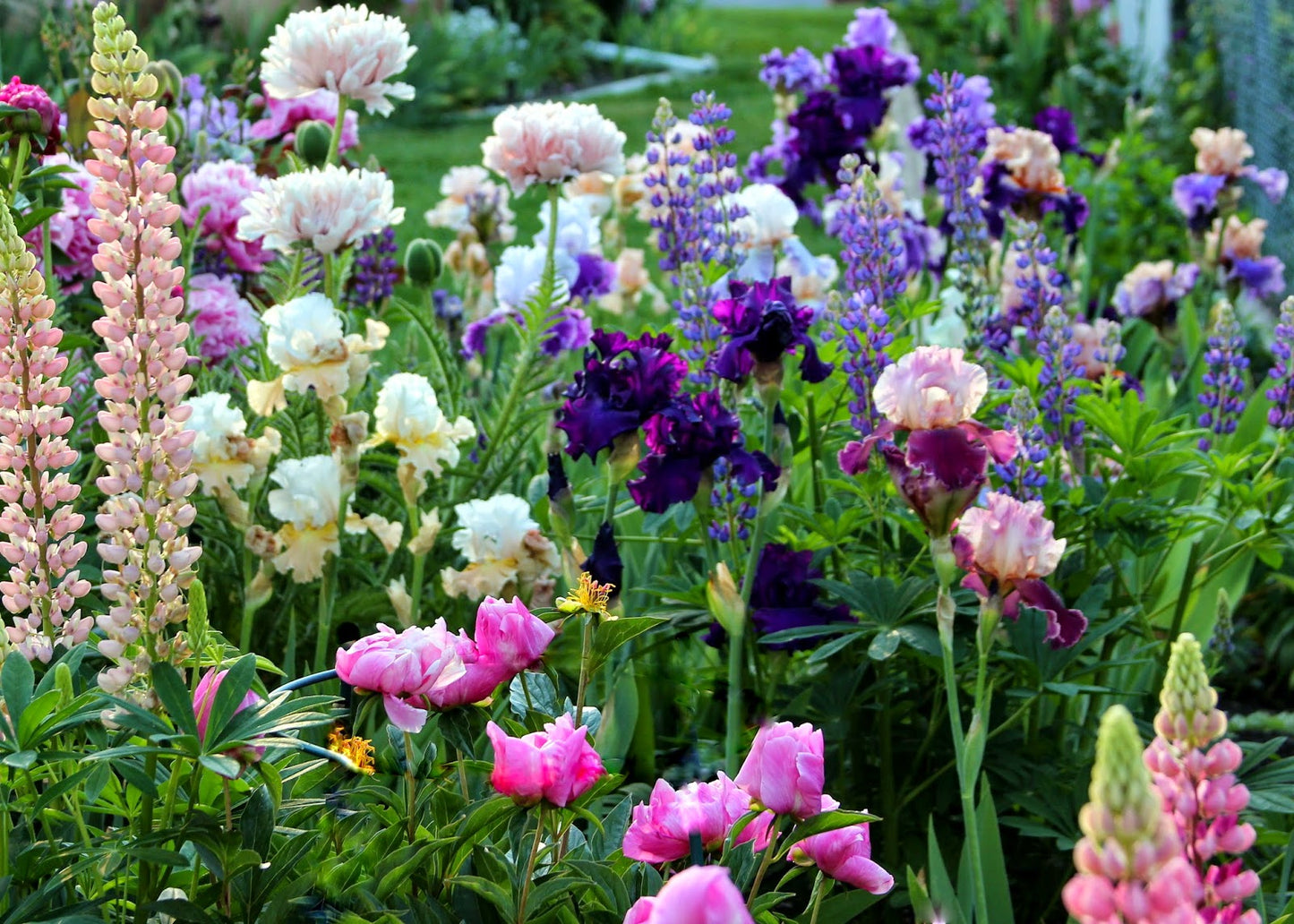 Magical Moments Bearded Iris Duet Seeds
