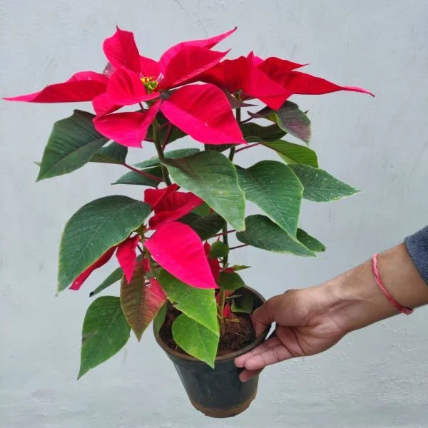 Poinsettia Euphorbia Flower Seeds – Heirloom, Non-GMO Flower Seeds for Planting