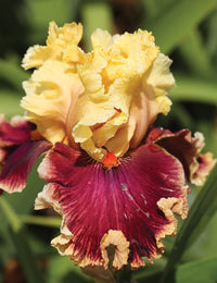 Decadence Bearded Iris Seeds