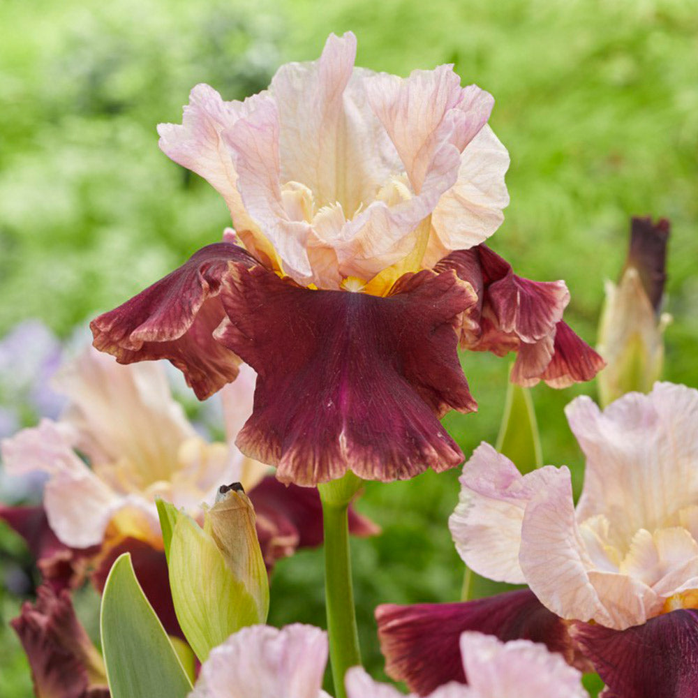 Broad Shoulders Bearded Iris Seeds