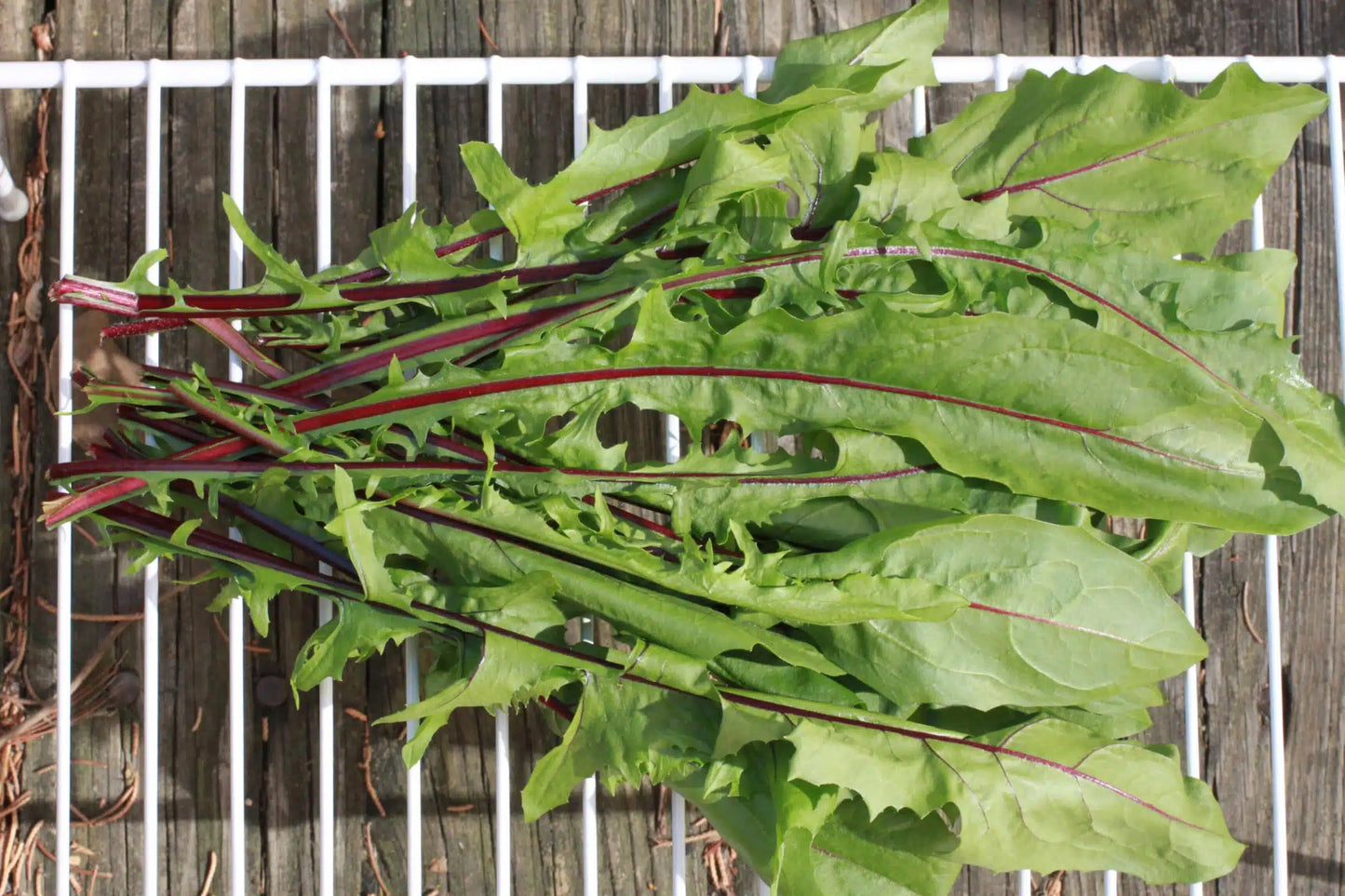 Italiko Red – Italian Dandelion Seed