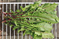 Italiko Red – Italian Dandelion Seed