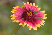 Heirloom Non-GMO Indian Blanket Flower Seeds for Planting – Drought-Tolerant Wildflower Garden Blooms