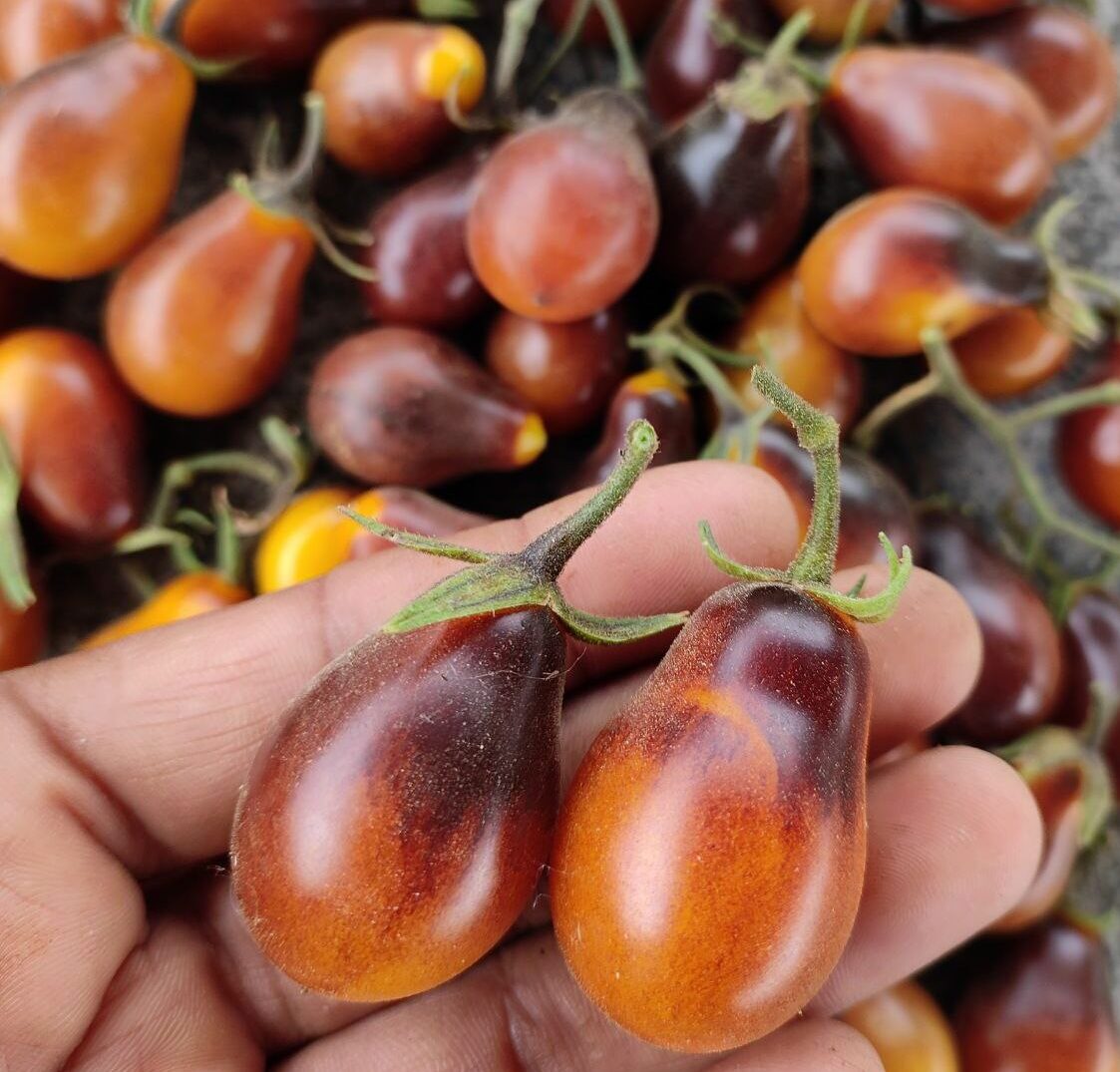 Indigo Kumquat – Tomato Seed