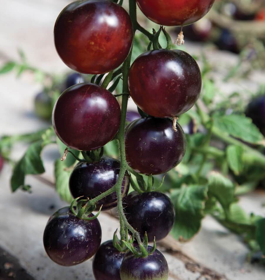 Indigo Rose – Organic Tomato Seed