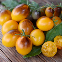Indigo Kumquat – Tomato Seed