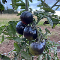 Rose – Organic Tomato Seed